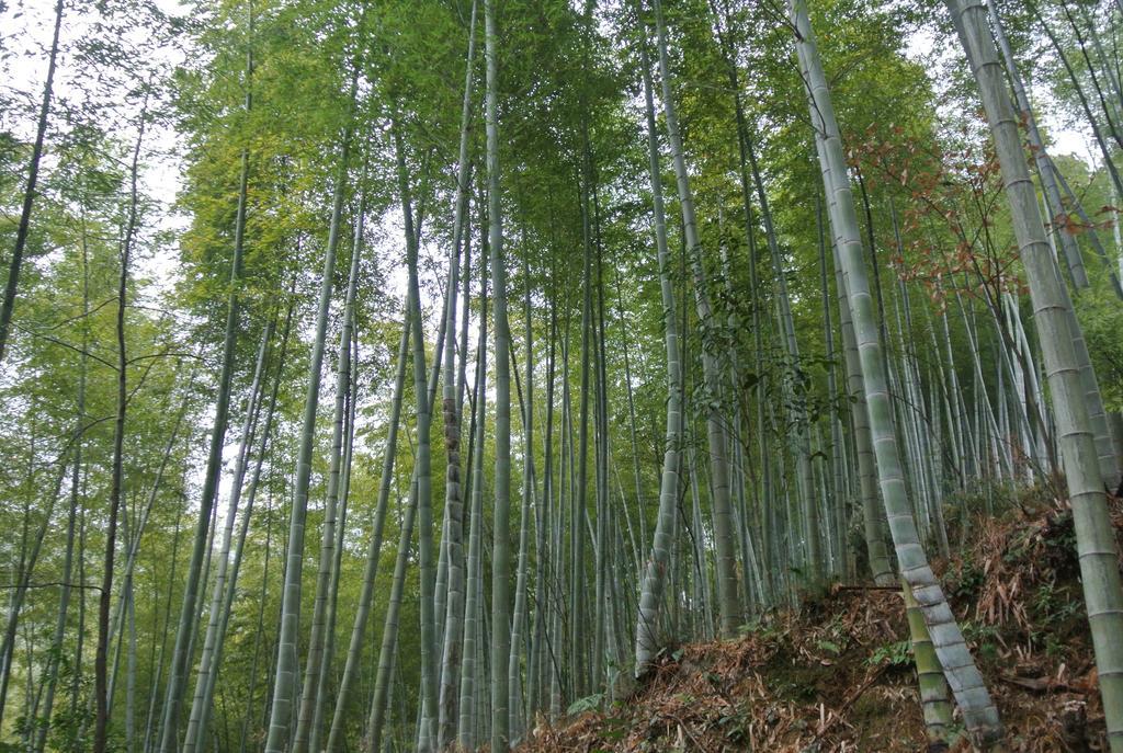 黟县 黄山宏村清和月客栈酒店 外观 照片